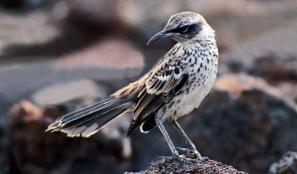 Animals and Plants from the Galápagos Islands: Galápagos Mockingbird