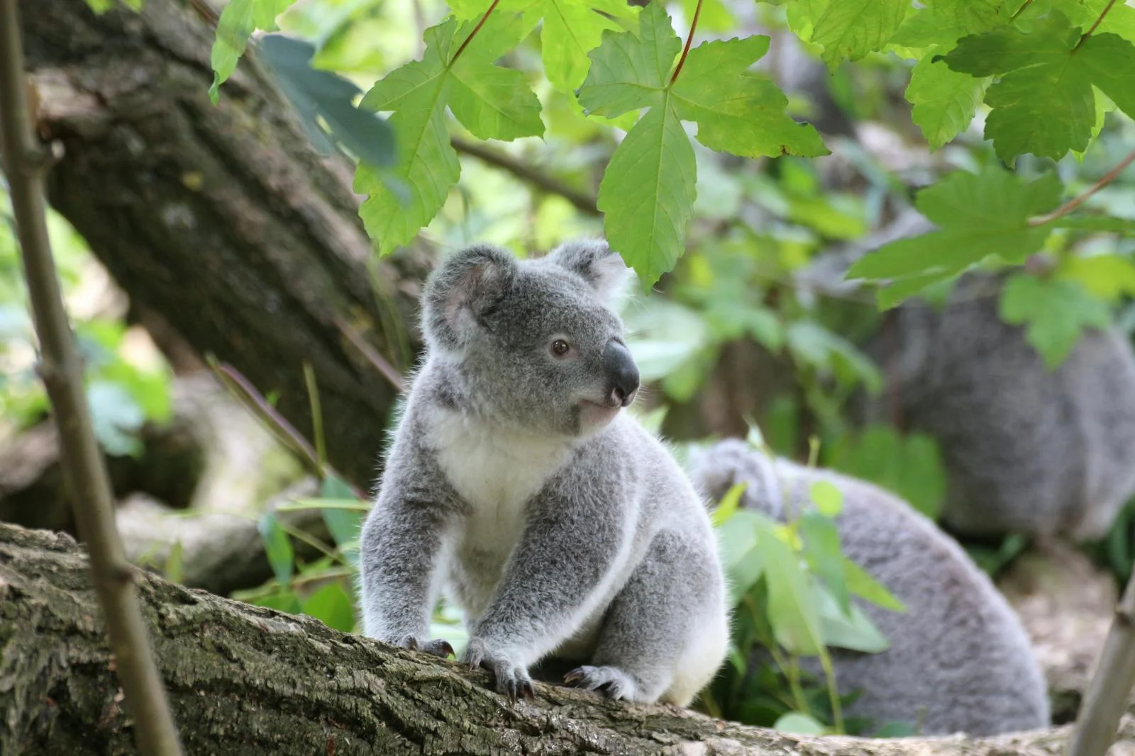 facts about koalas - A cute koala resting on a tree branch amidst vibrant green foliage in its natural habitat.