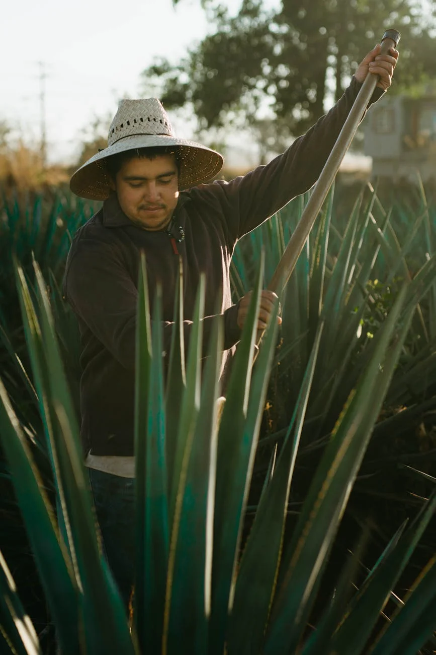 man harvesting agave