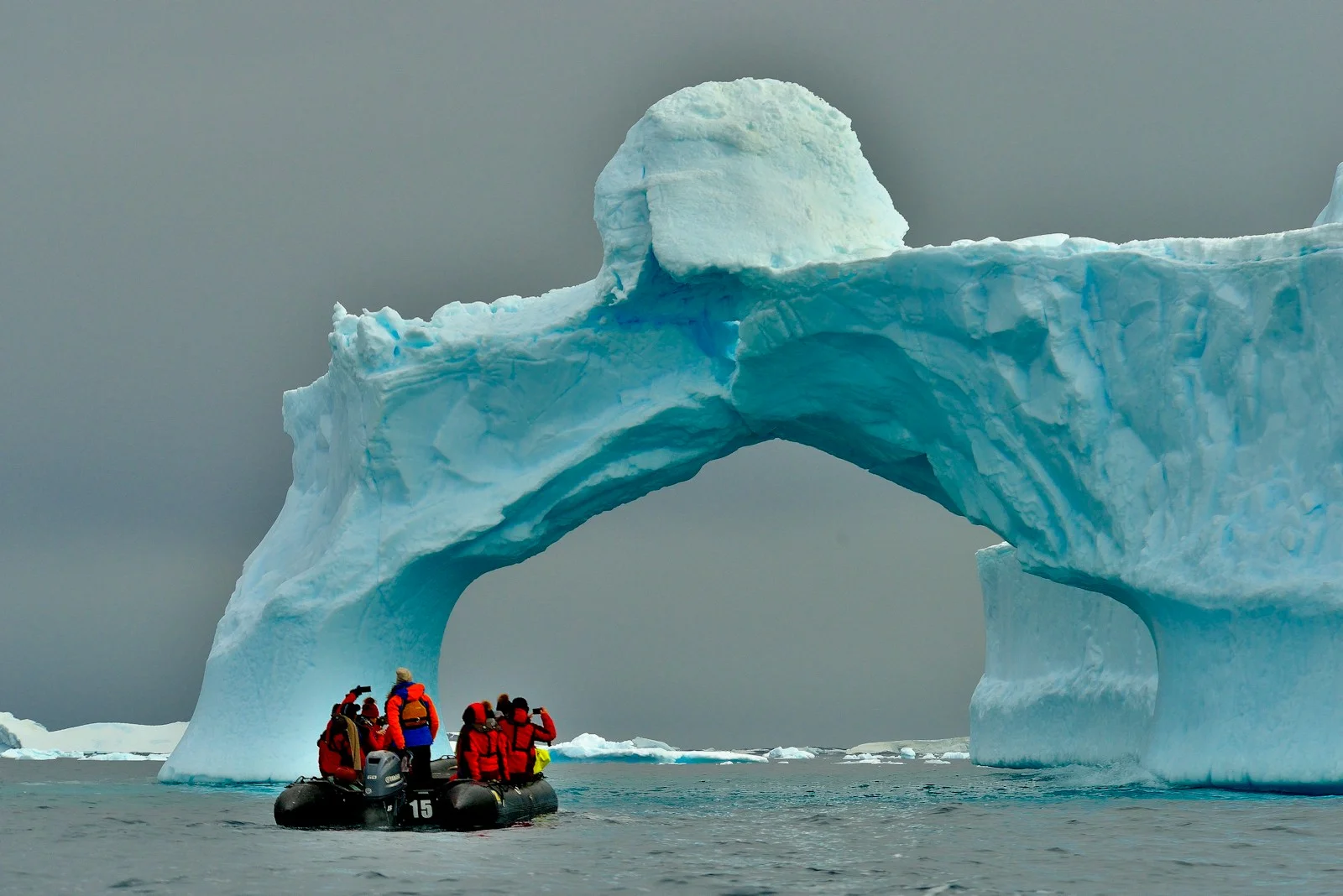 7 Mind-Blowing Facts About Antarctica Animals and Plants