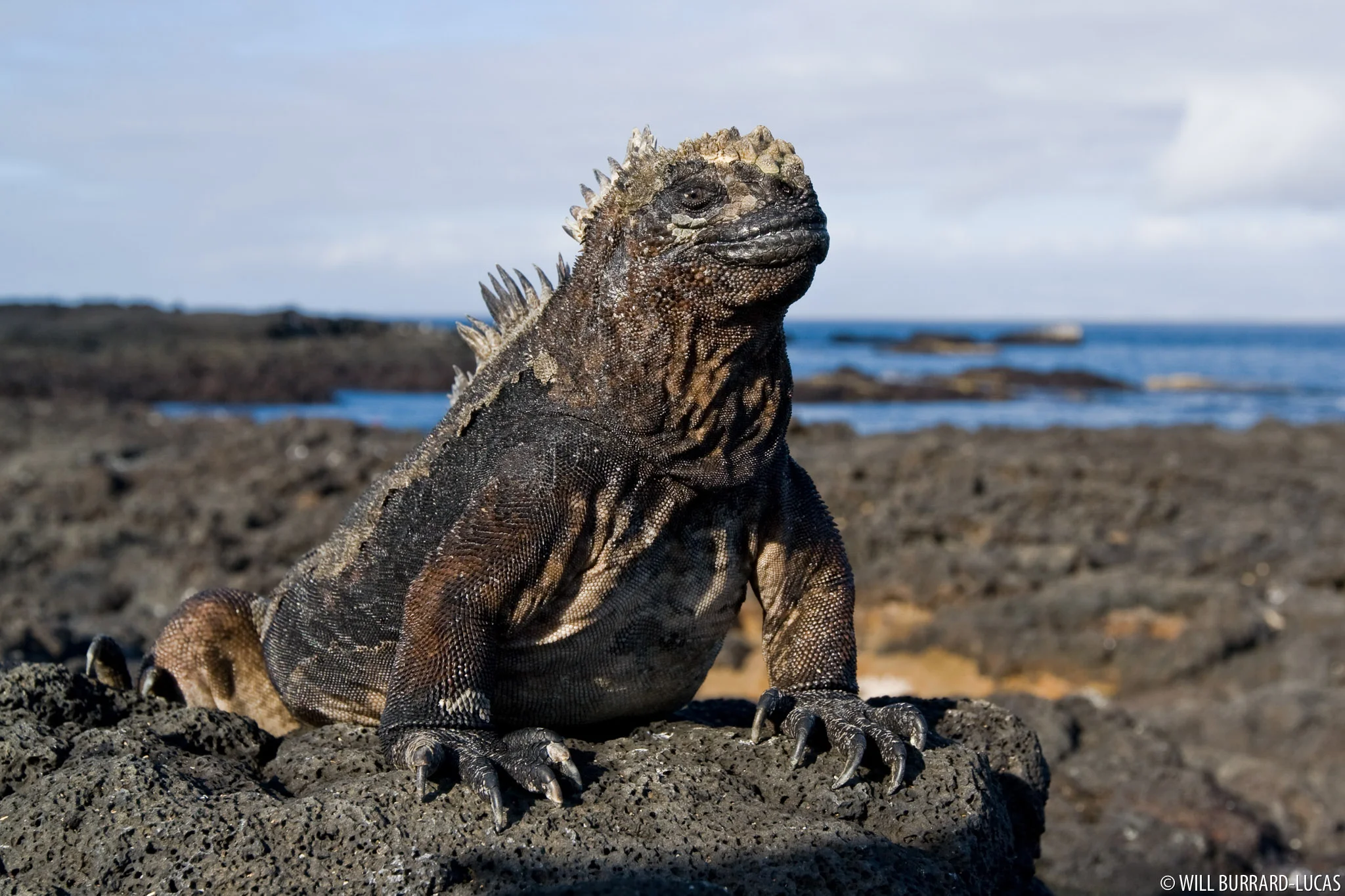 Animals and Plants from the Galápagos Islands: Marine Iguana