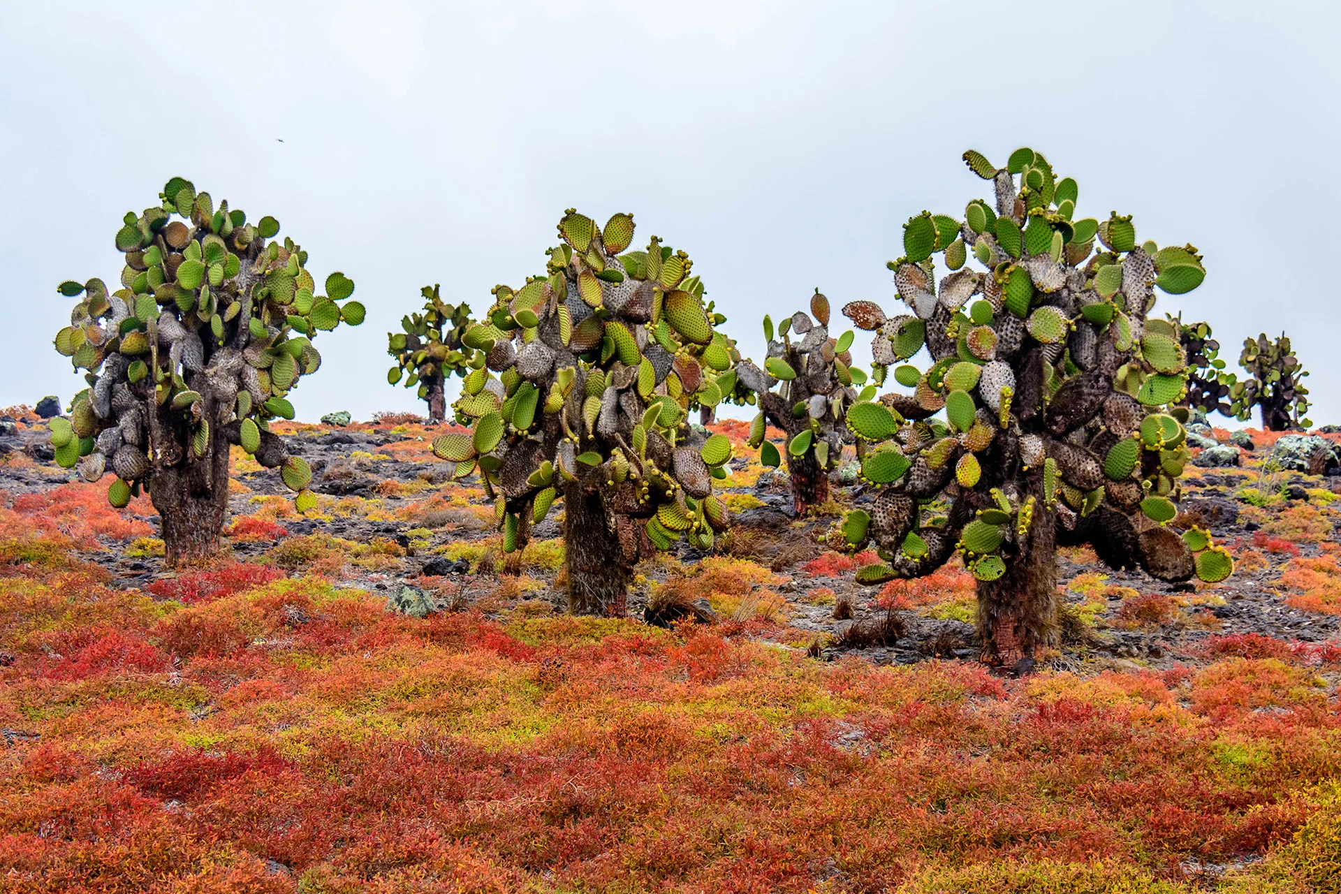Animals and Plants from the Galápagos Islands: Endemic Flora